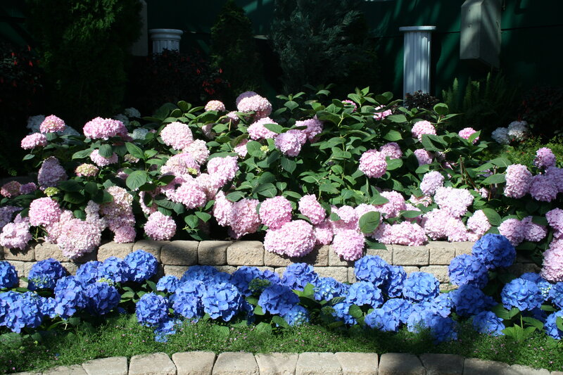 Pink and Blue Hydrangeas — Serene