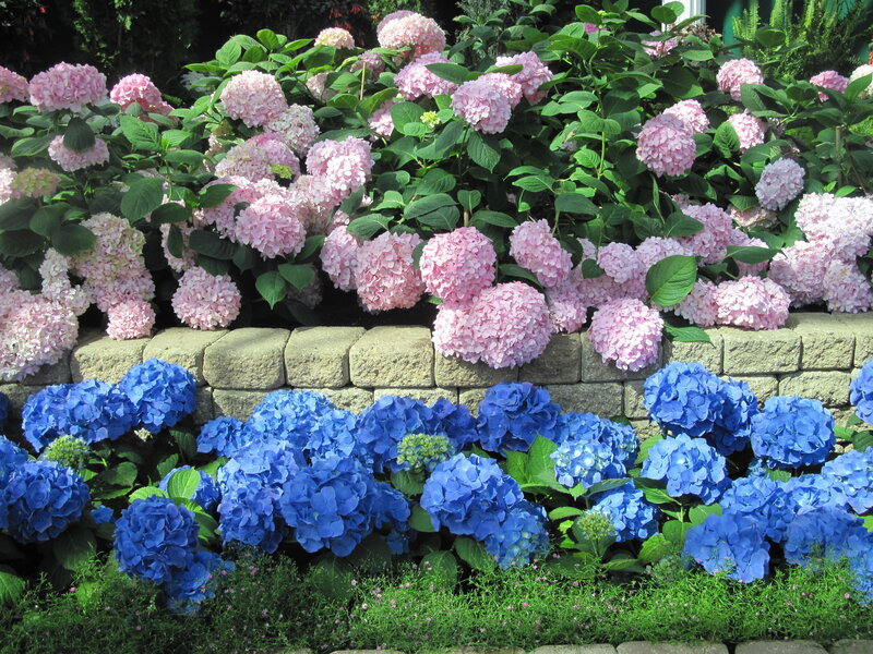 Pink and Blue Hydrangeas