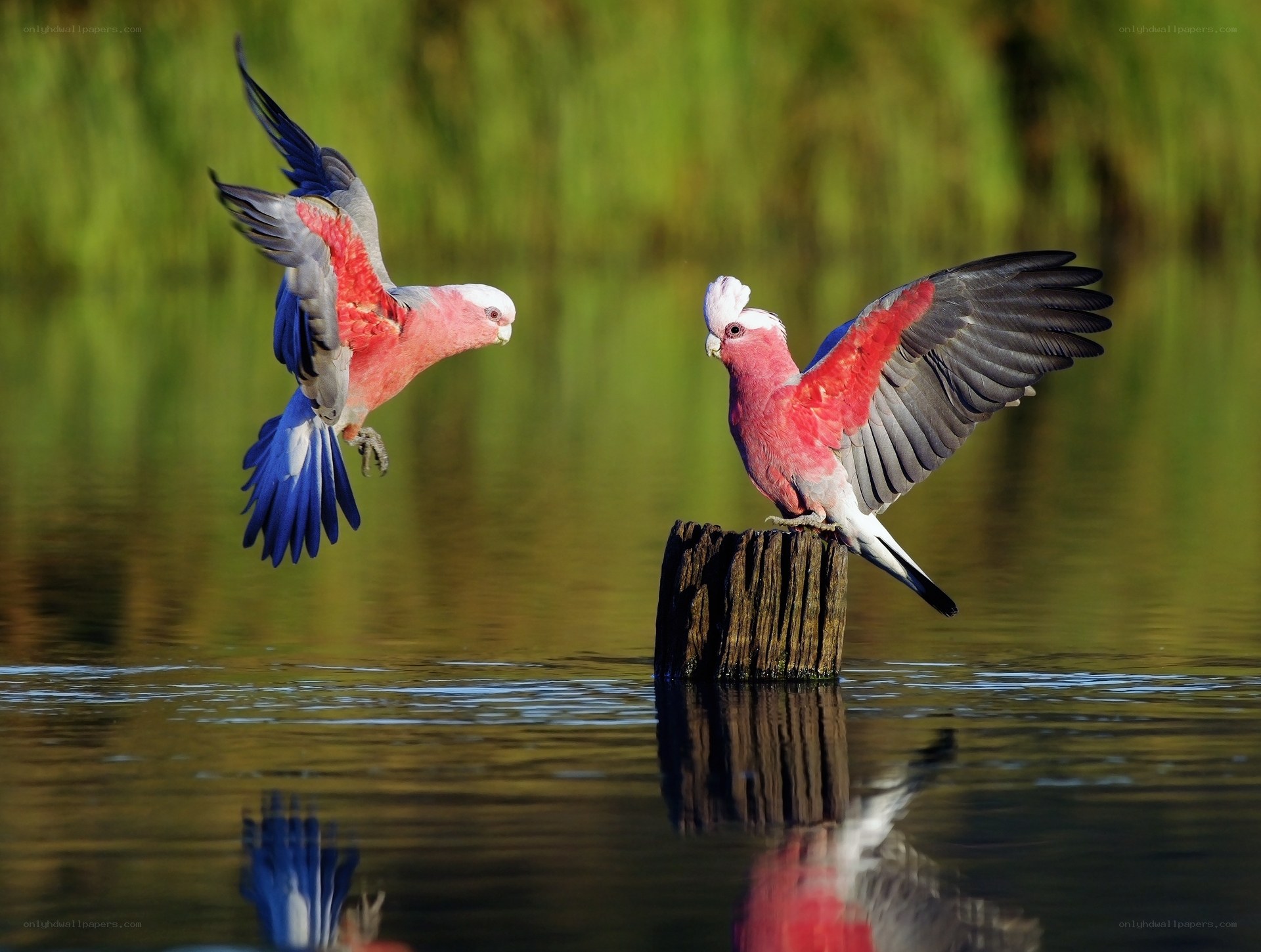 Pink and blue parrots in flight