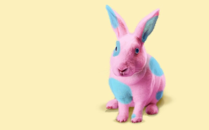 pink and blue rabbit