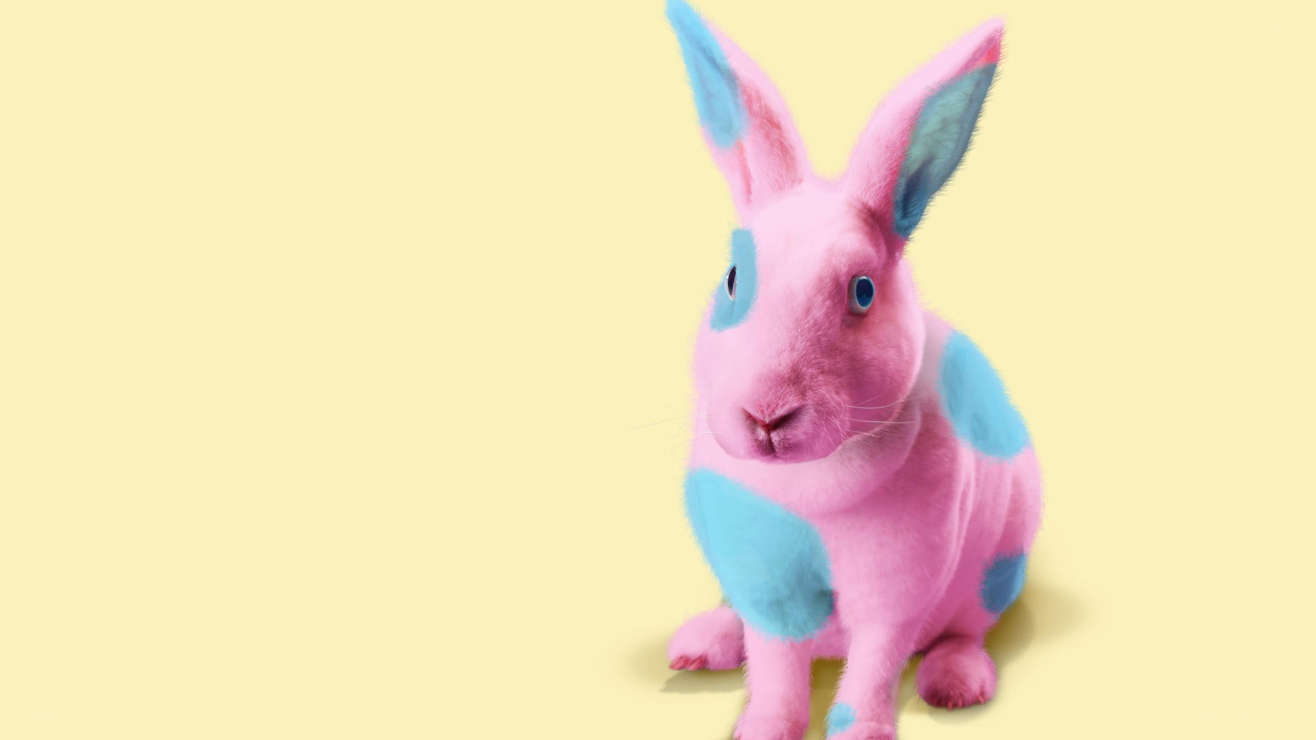 pink and blue rabbit