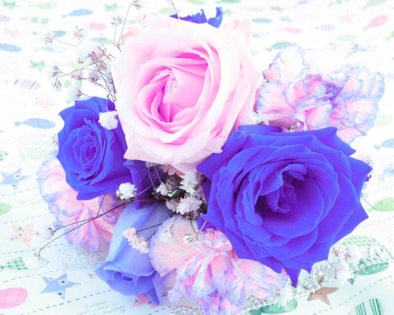 Pink and Blue Roses