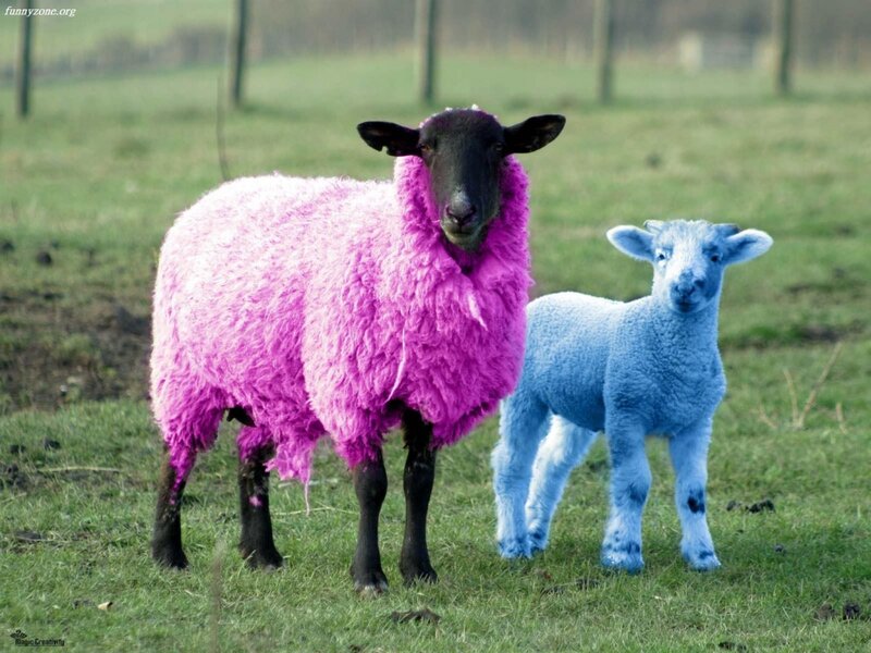 Pink and Blue Sheep
