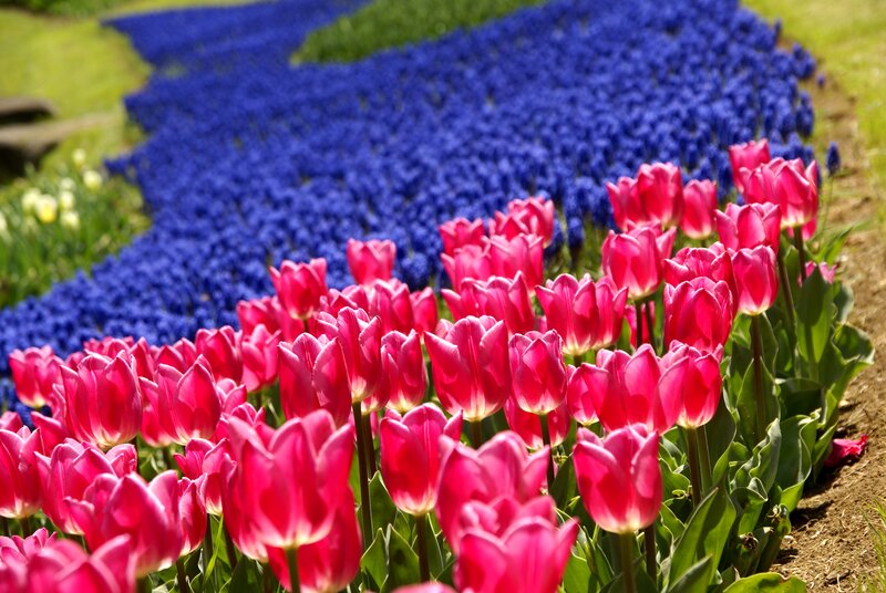 Pink and Blue Tulips
