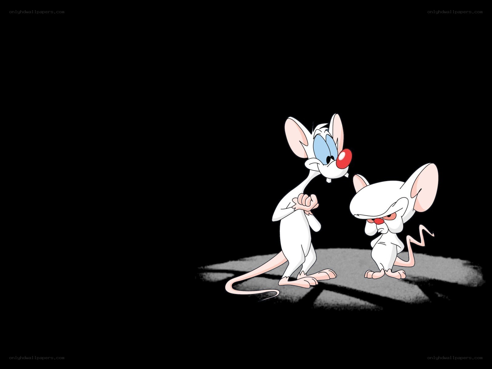 Pink and Brain in spotlight