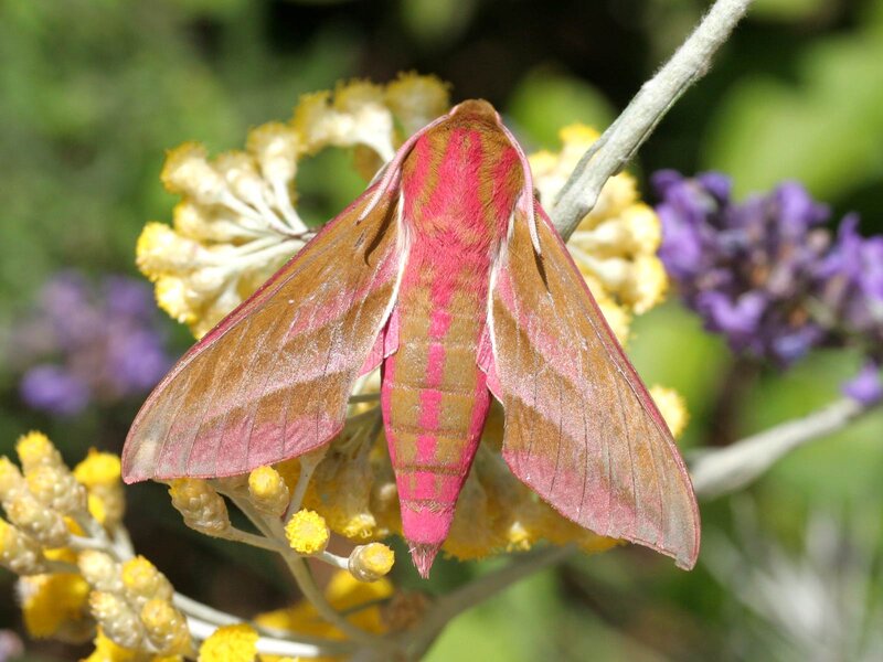 Pink and Brown Moth
