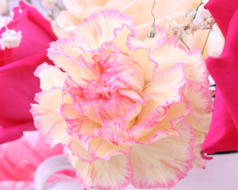 Pink and Cream Carnation