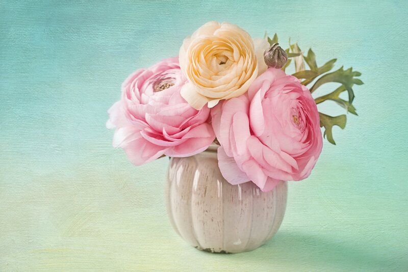 Pink and Cream Ranunculus — Serene