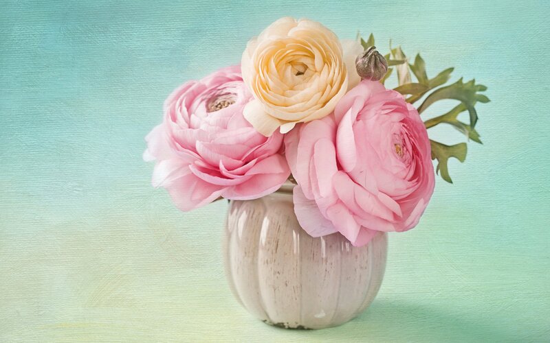 Pink and Cream Ranunculus