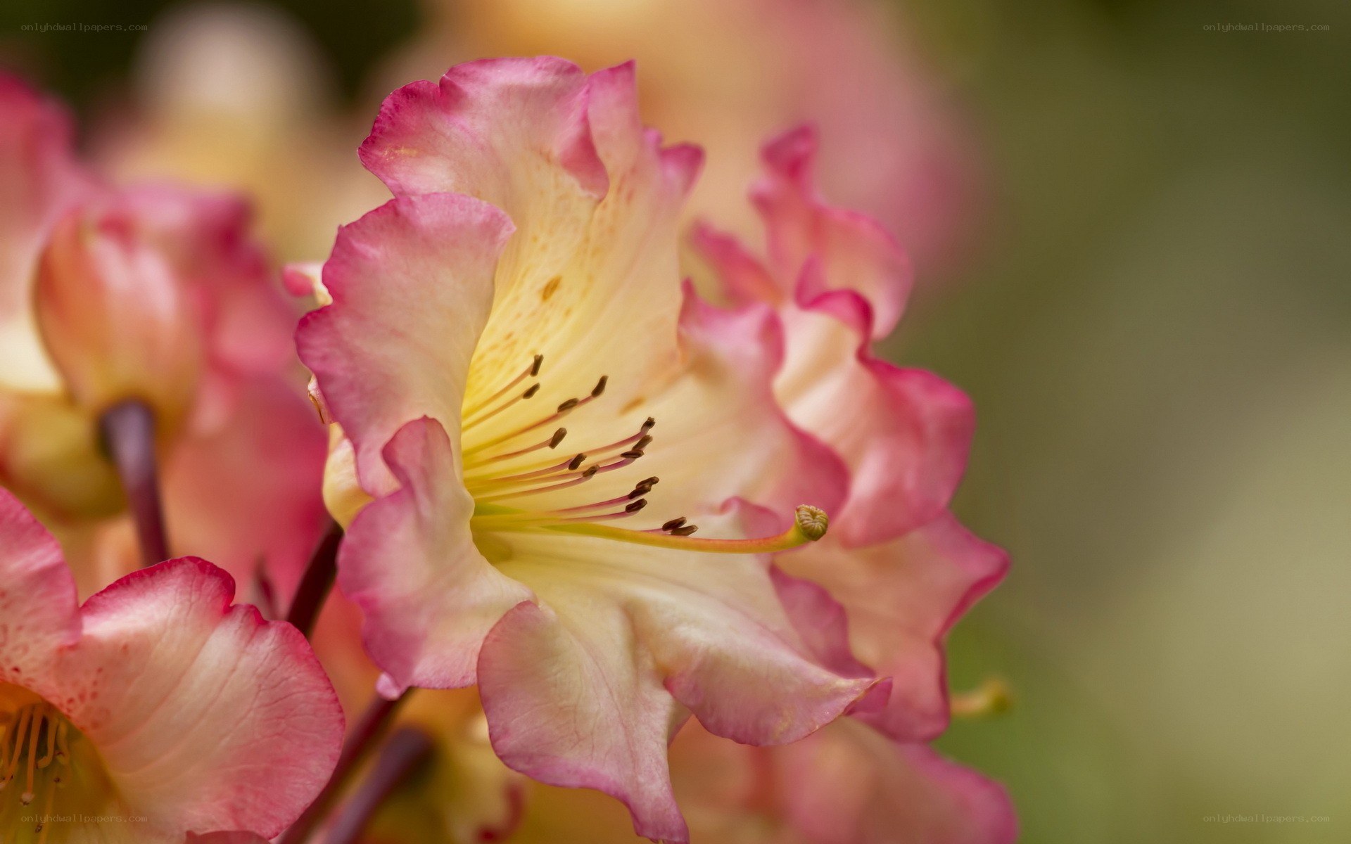 Pink and cream rhododendron flower