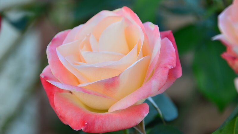 Pink and Cream Rose — Serene