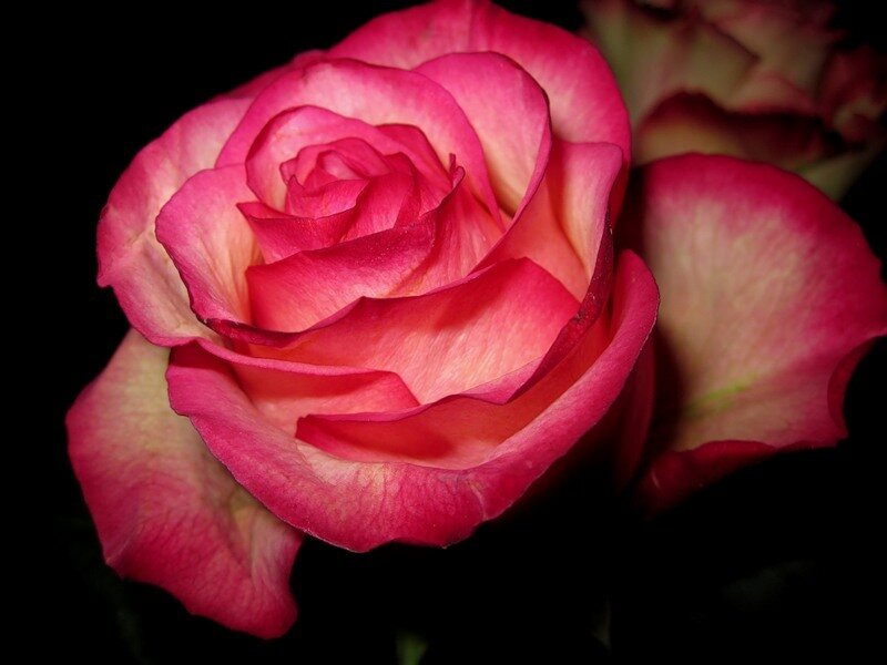 Pink and Cream Rose