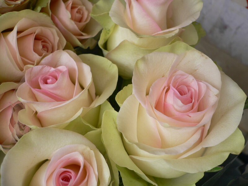 Pink and Cream Roses — Calm, Photograph