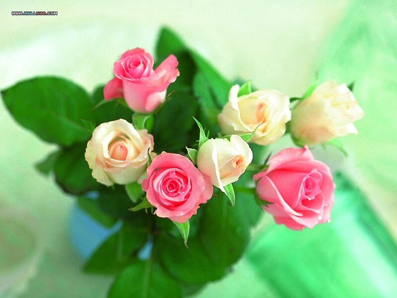 Pink and Cream Roses — Calm