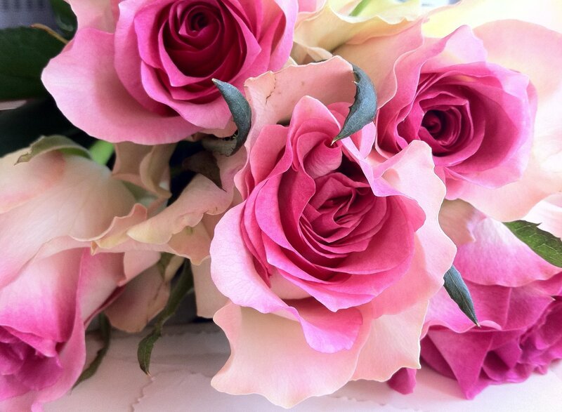 Pink and cream roses in a bouquet