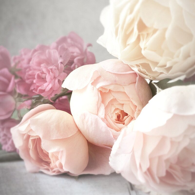 Pink and Cream Roses — Serene, Photograph
