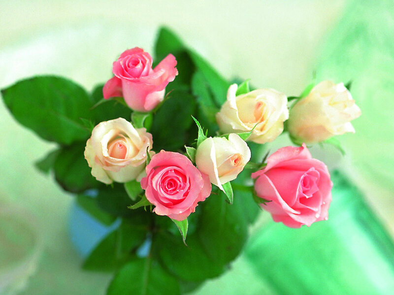 Pink and Cream Roses — Serene