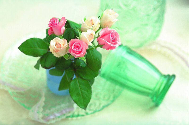 Pink and Cream Roses