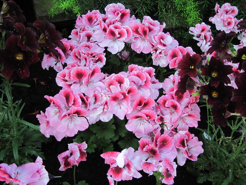 Pink and Dark Geraniums