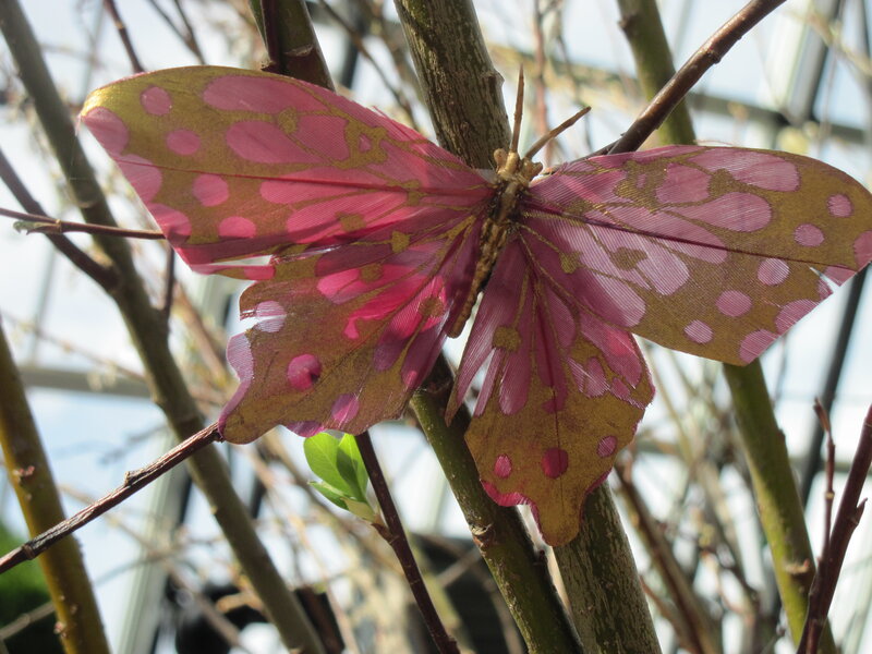 Pink and Gold Butterfly