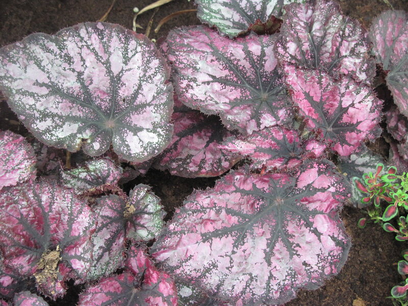 Pink and Green Begonia Leaves — Natural, Photograph