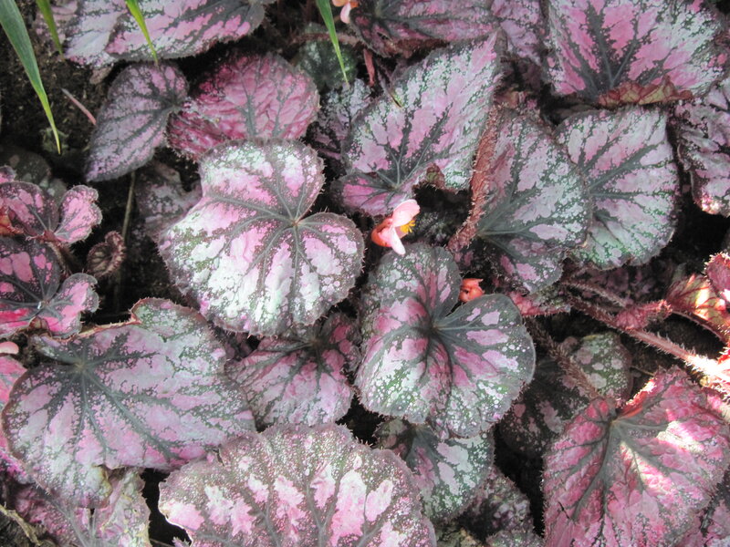 Pink and Green Begonia Leaves — Natural
