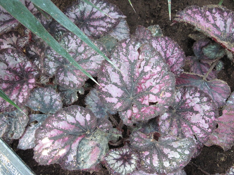 Pink and Green Begonia Leaves