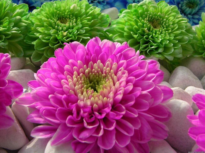 Pink and Green Chrysanthemums