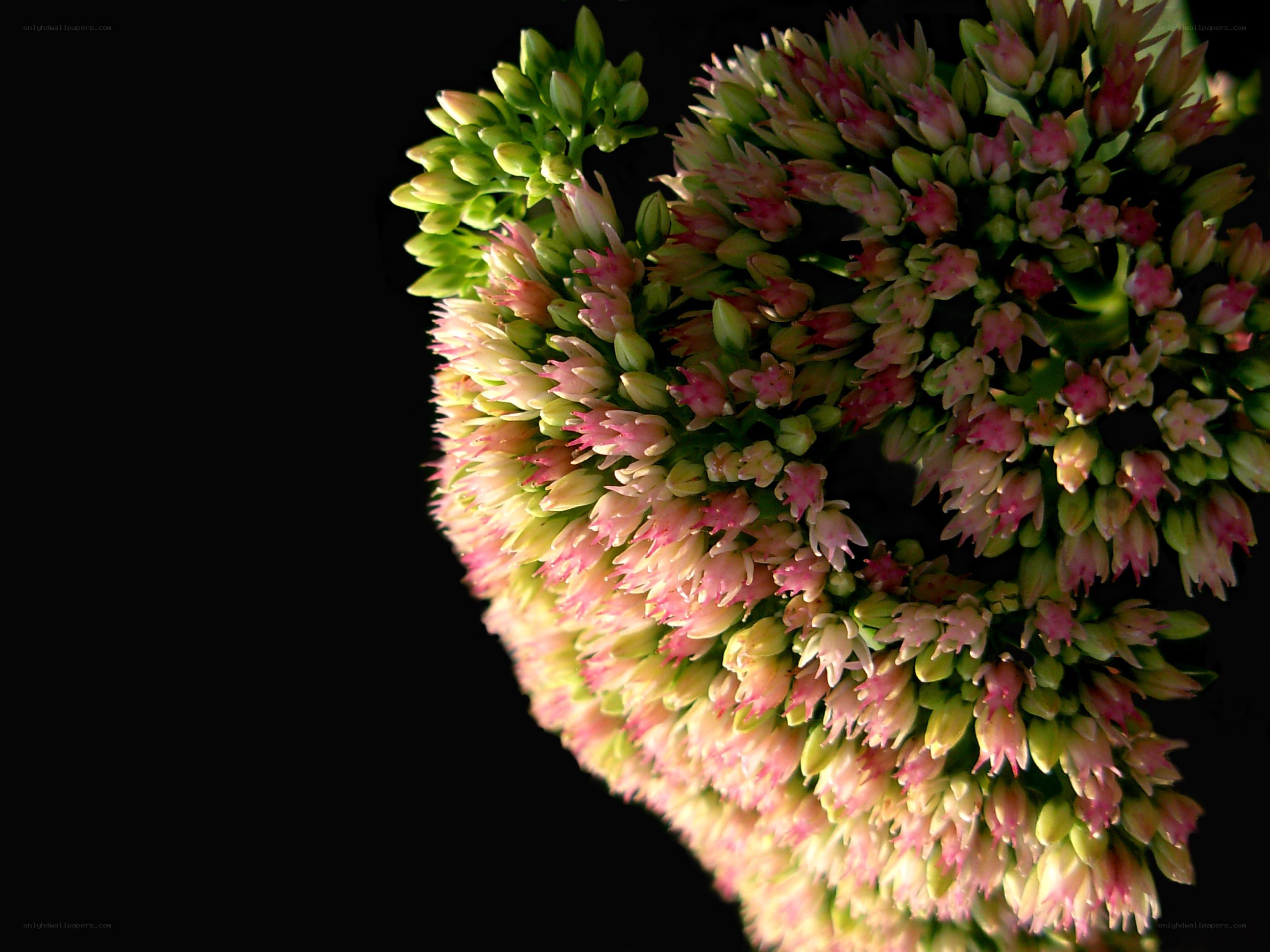 Pink and green flower cluster