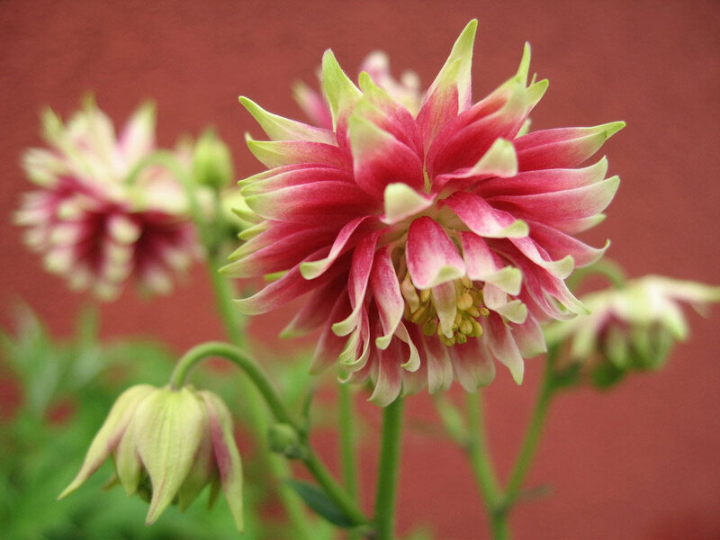 Pink and Green Flower