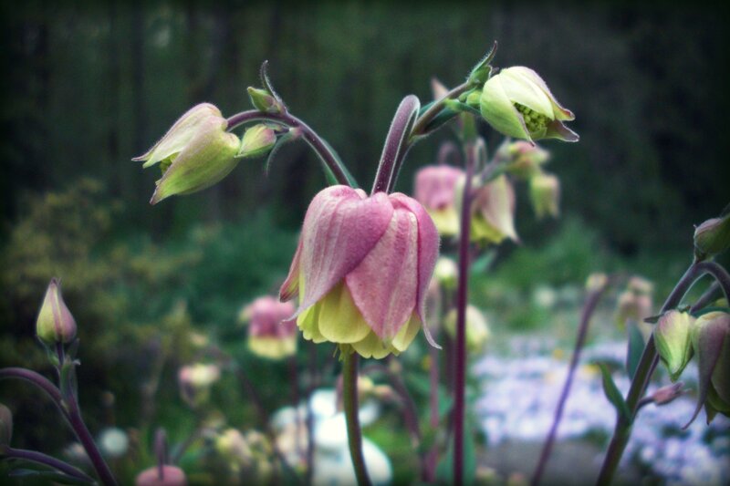 Pink and Green Flowers — Calm, Spring