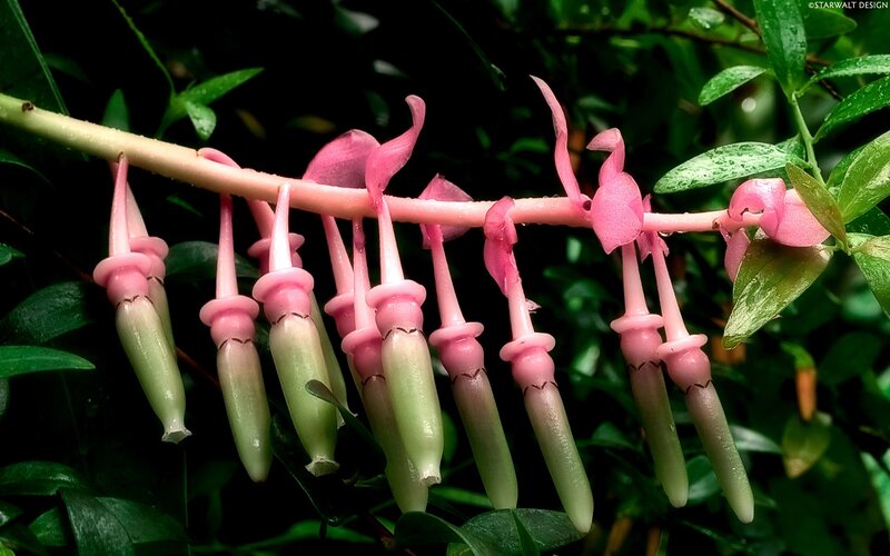 Pink and Green Flowers — Natural