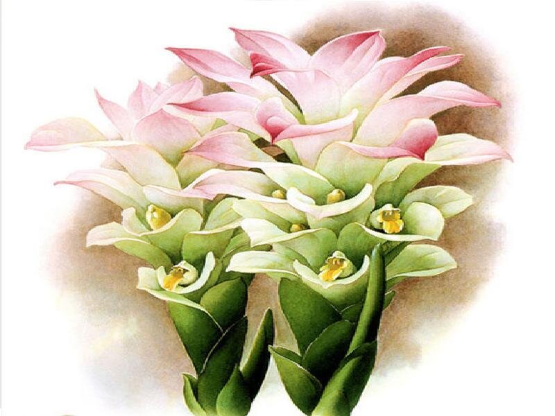Pink and Green Flowers