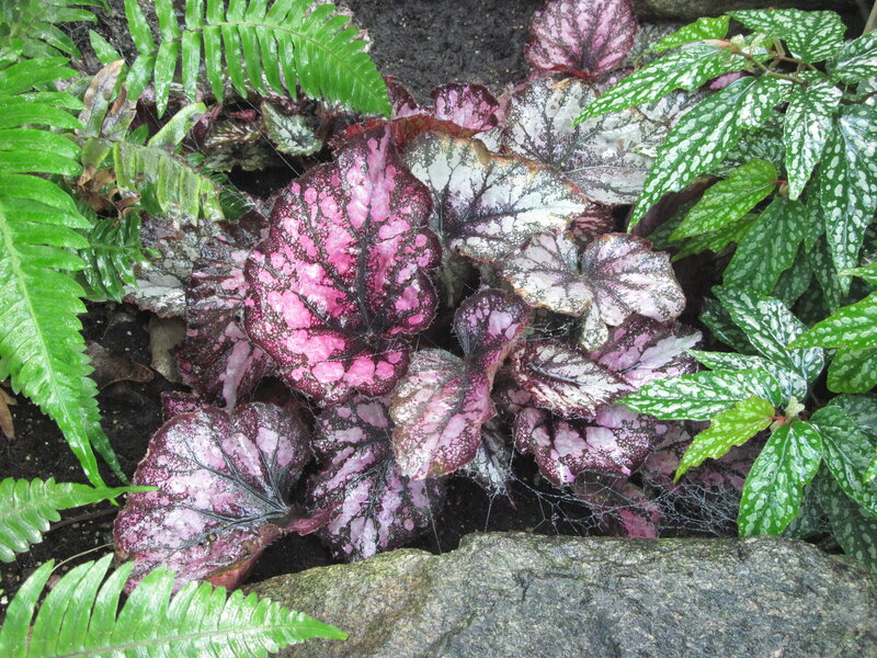Pink and Green Foliage