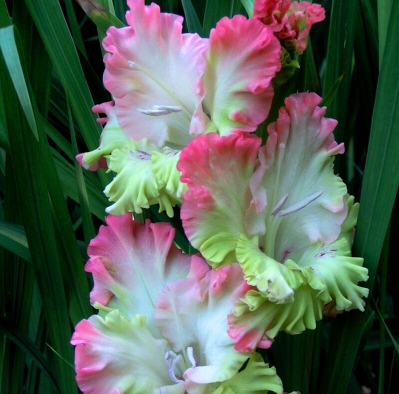 Pink and Green Gladiolus Flowers