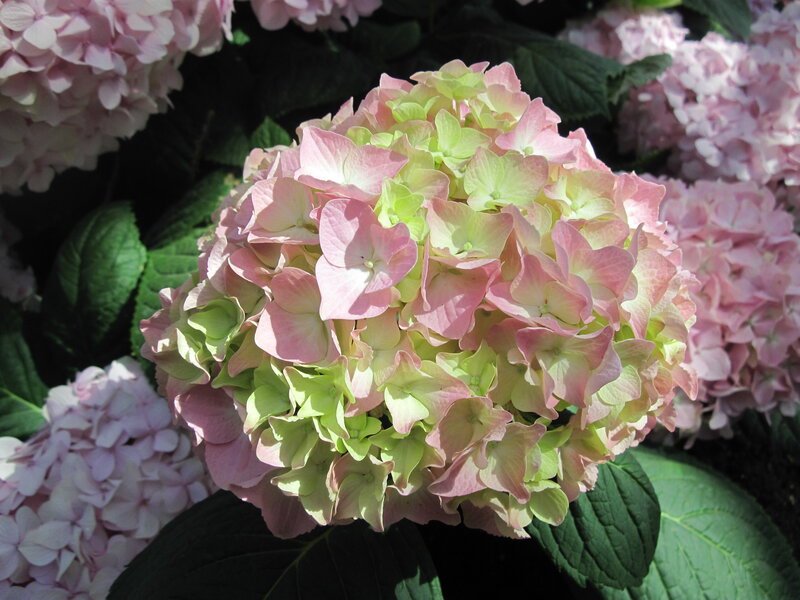 Pink and Green Hydrangea — Calm