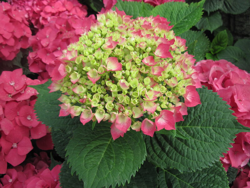 Pink and Green Hydrangea