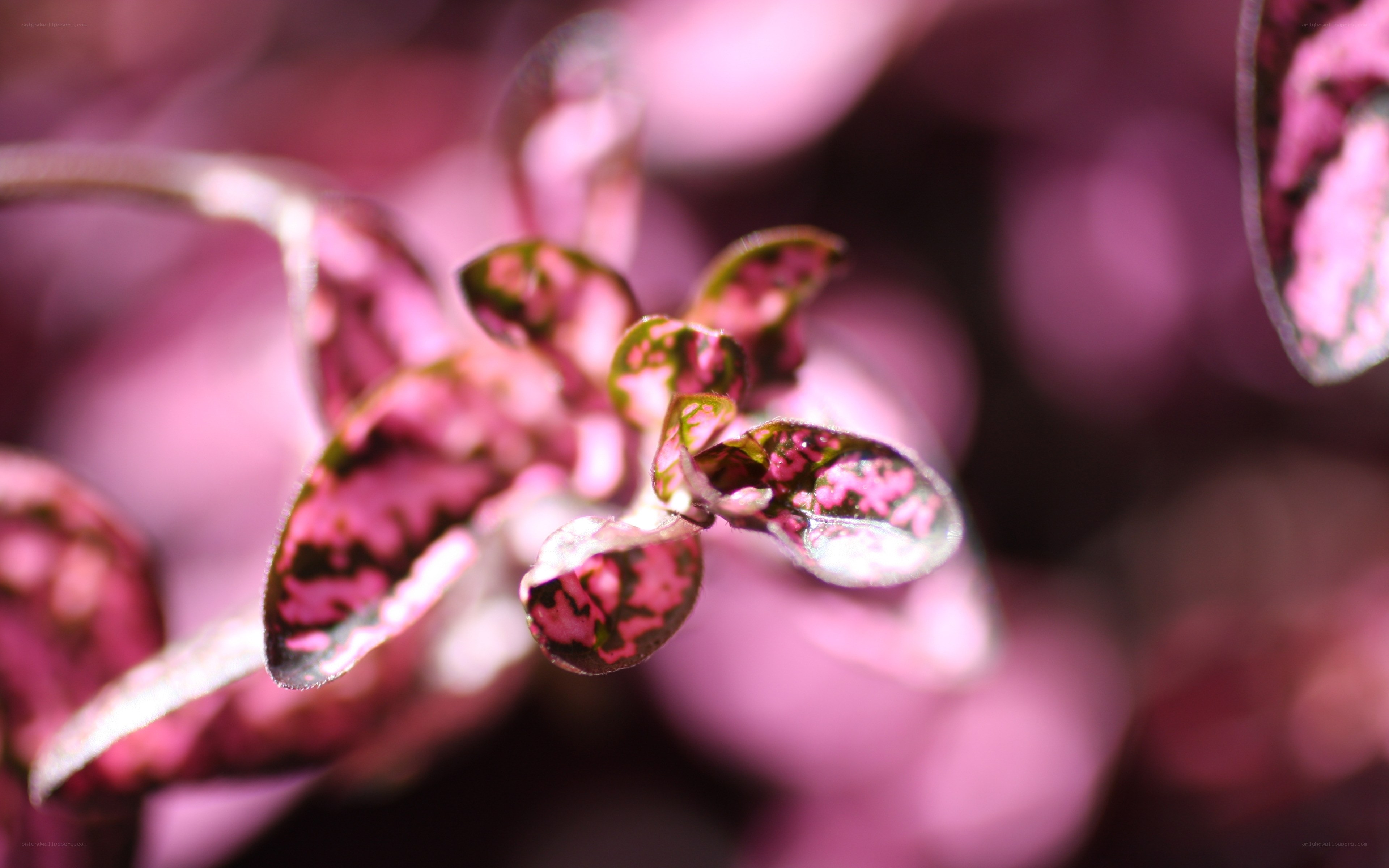 Pink and green leaf pattern