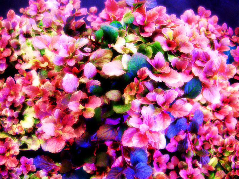 Pink and Green Leafy Plant