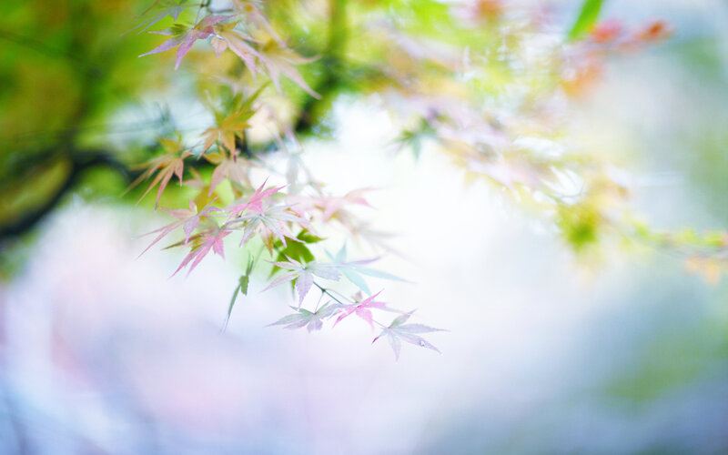 Pink and Green Maple Leaves — Serene