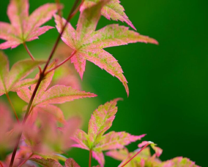 Pink and Green Maple Leaves