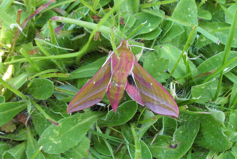 pink and green moth on grass