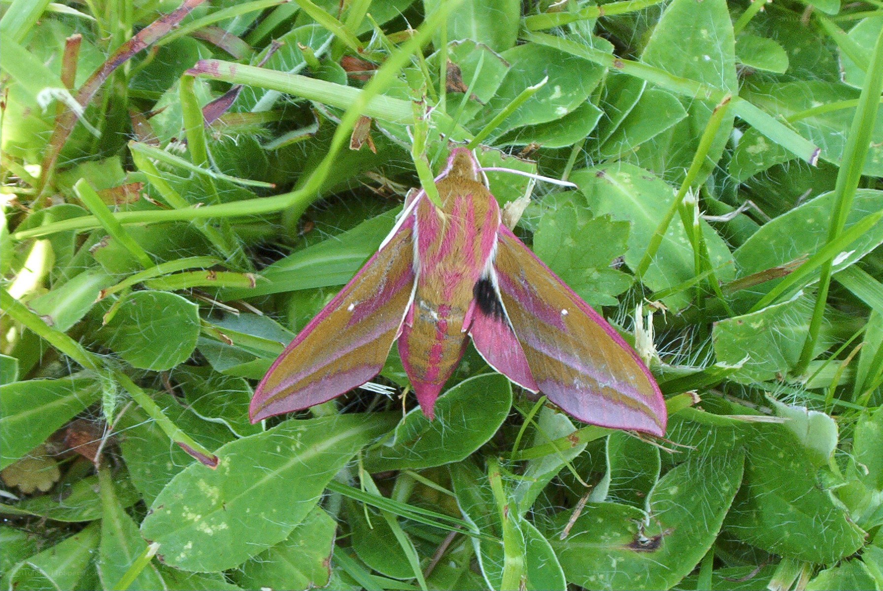 pink and green moth on grass
