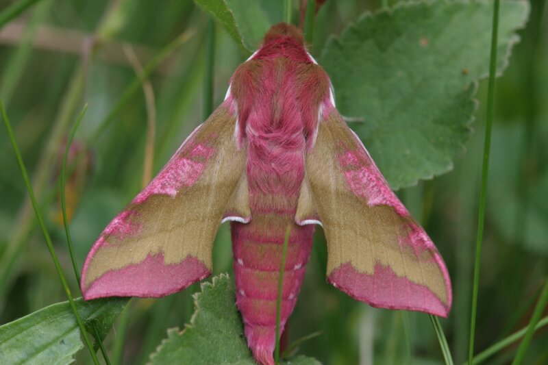 pink and green moth on leaf