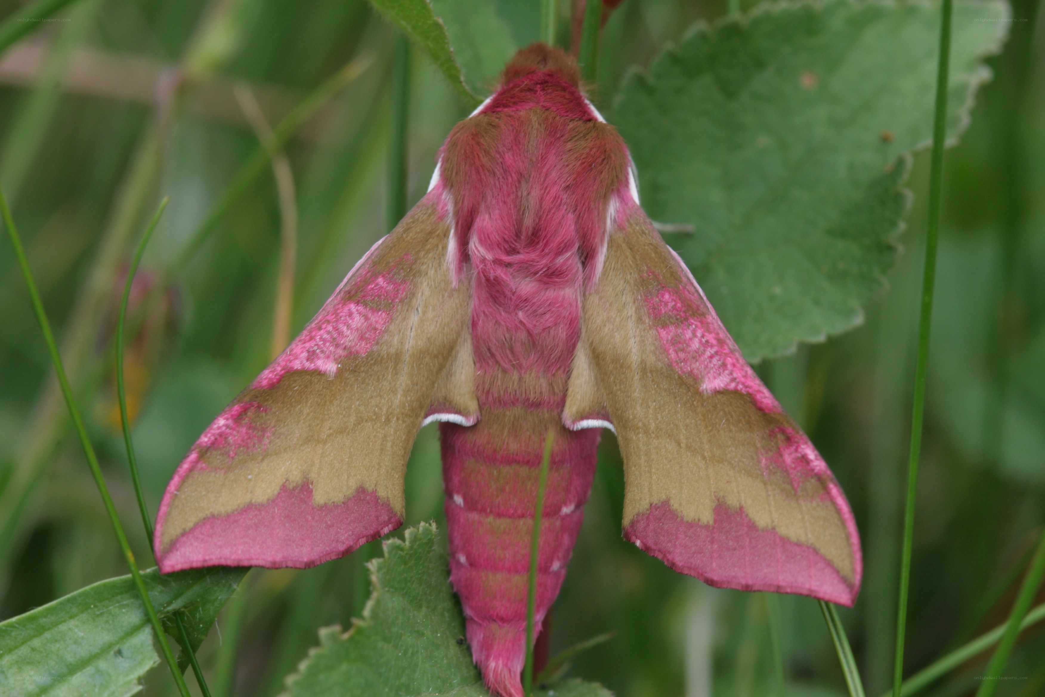 pink and green moth on leaf