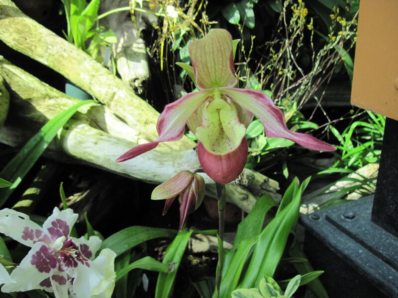 Pink and Green Orchid — Natural