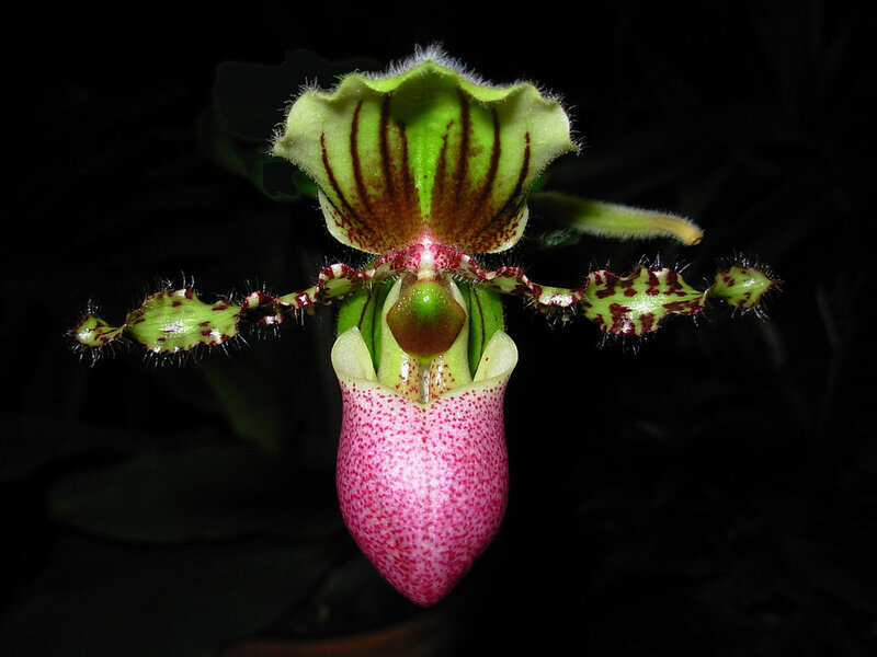Pink and Green Orchid
