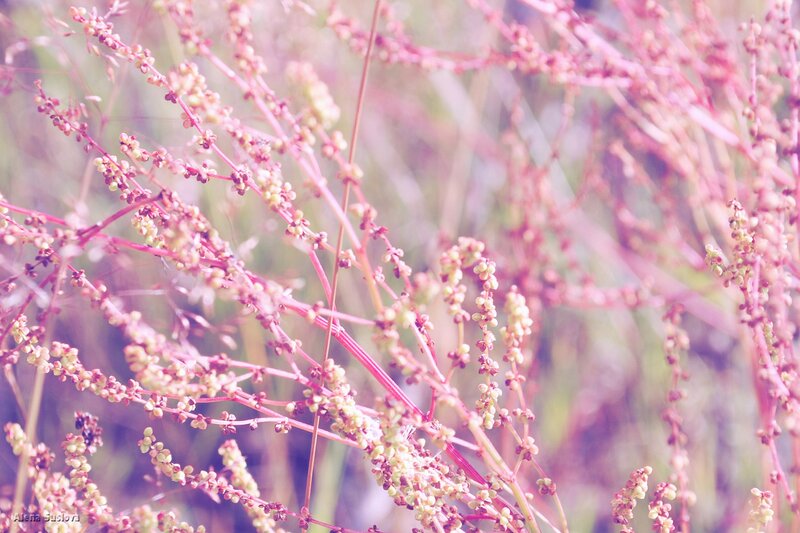 Pink and green plant stems
