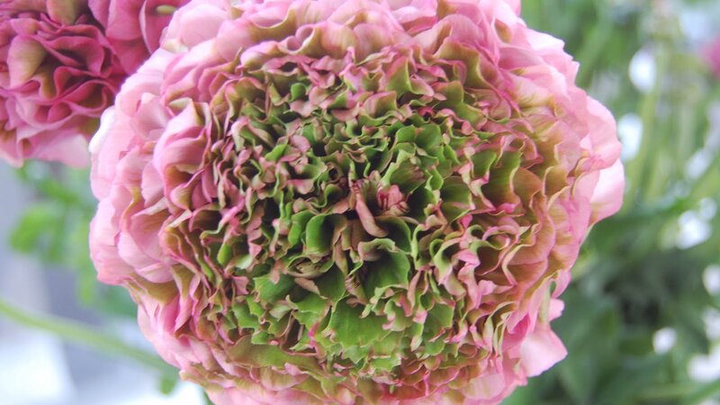 Pink and Green Ranunculus — Calm, Photograph