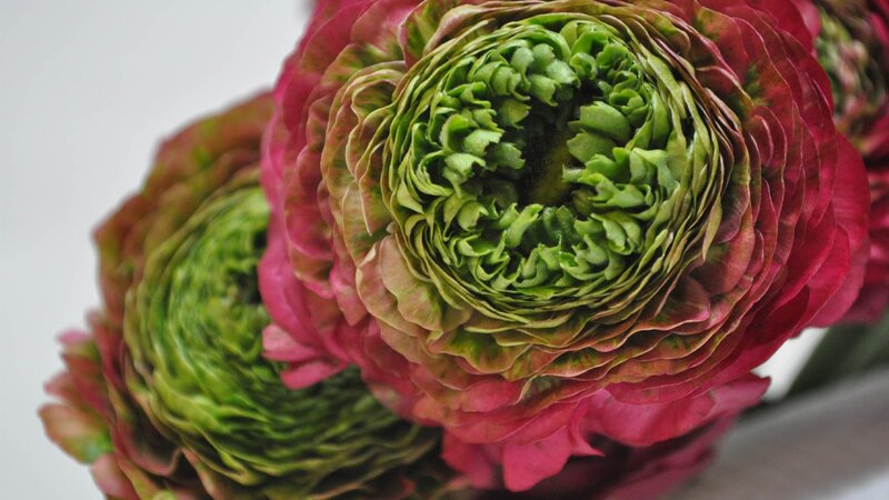 Pink and Green Ranunculus — Calm